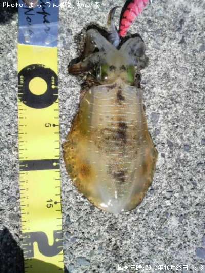 �����ꥤ��