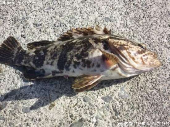 �٥å�������