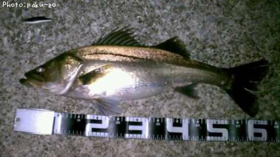 �����Х�