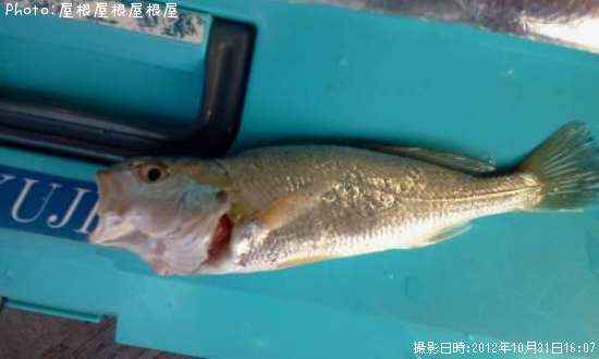 �ס��Υ�����������