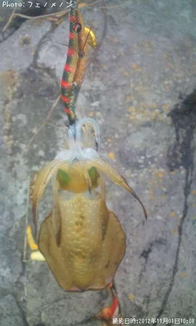 �����ꥤ��