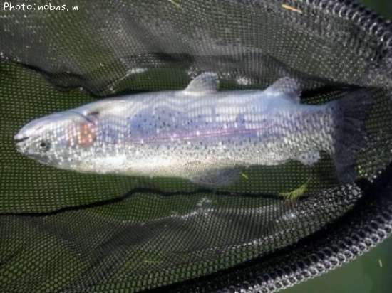 �쥤��ܡ��ȥ饦��