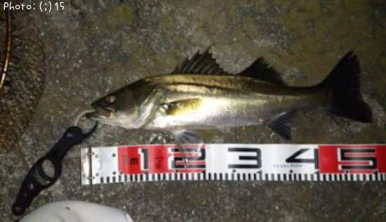 �����Х�