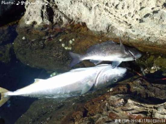 �ޤλҡ�����