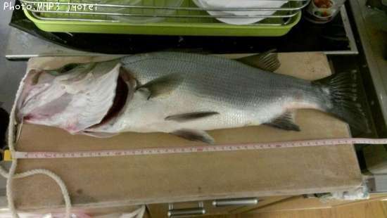 �ҥ饹����