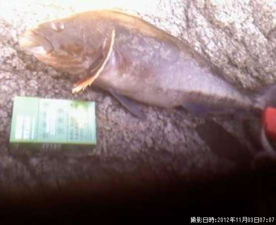 �����ʥ�