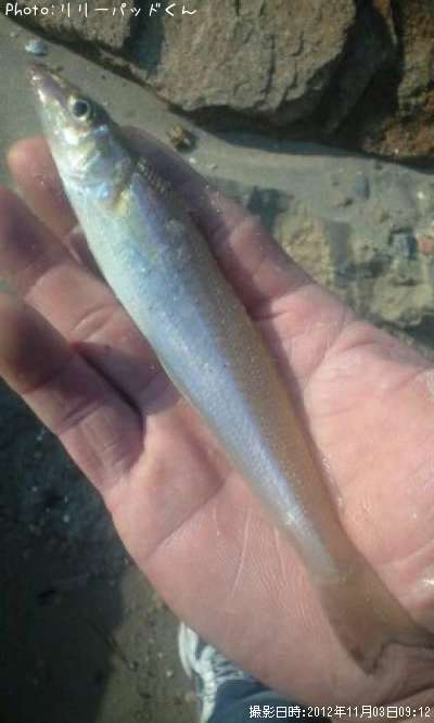 �ѡ���ԥ󥯤ε��ؿ�