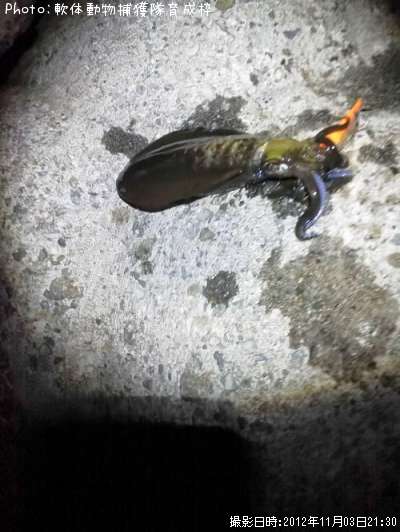 �����ꥤ��