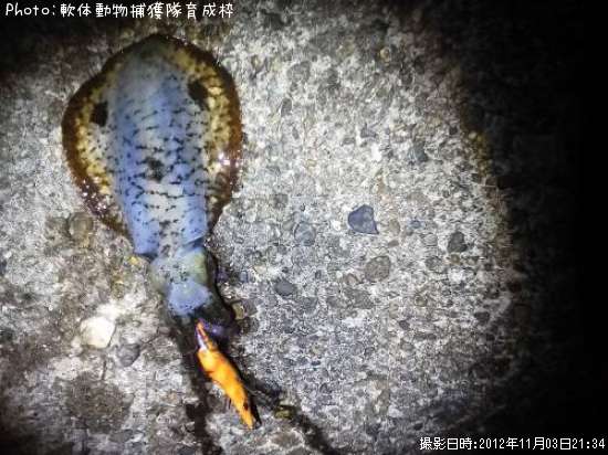 �����ꥤ��