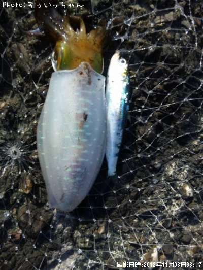 �����ꥤ��