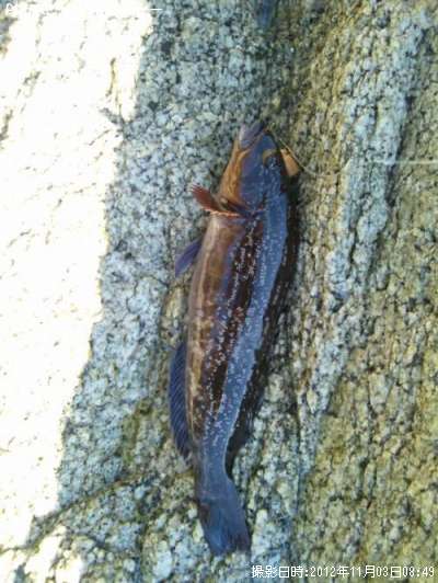 �����ʥ�