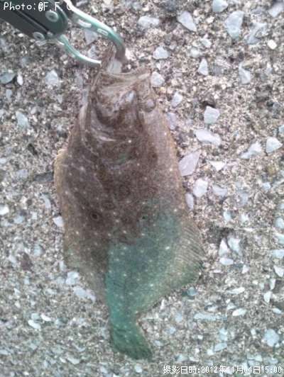 �ҥ��ʥ�����