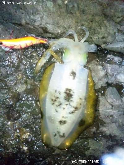 �����ꥤ��