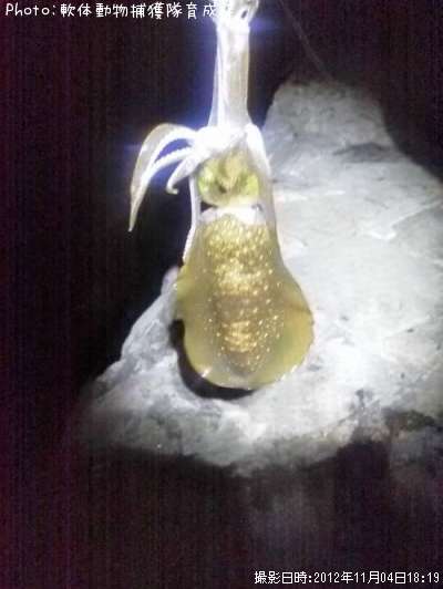 �����ꥤ��