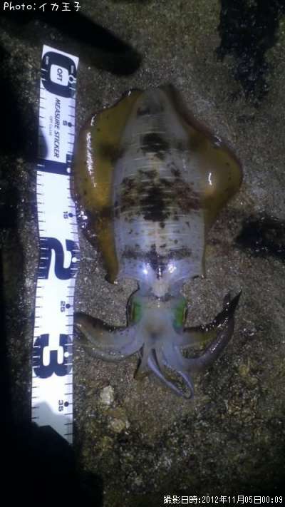 �����ꥤ��