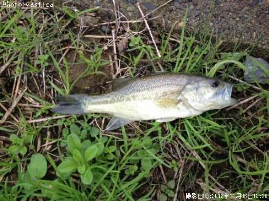 �֥�å��Х�