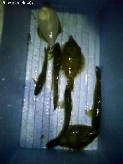 ���쥤���ϥ�