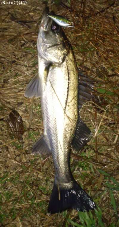 �����Ф�