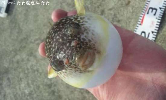 �ե�