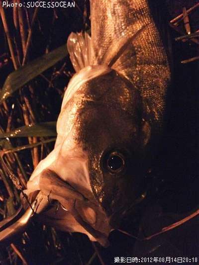 �����Х�