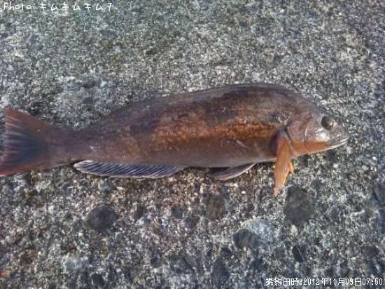 �����ʥ�