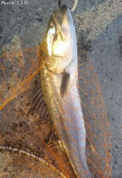 �����Ф�