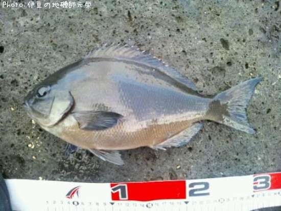 ��Ĺ�᥸��