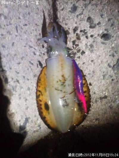 �����ꥤ��