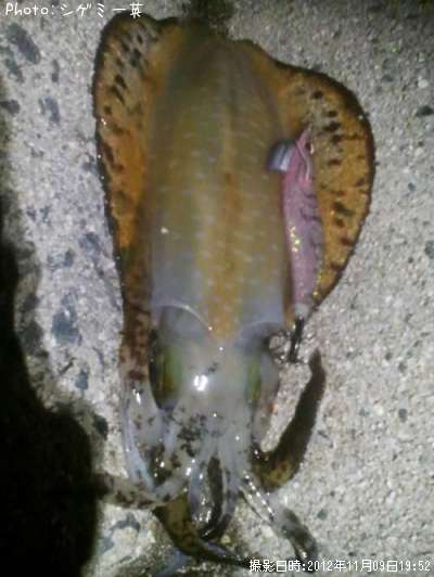 �����ꥤ��