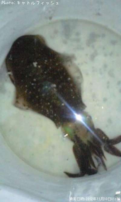 �����ꥤ��