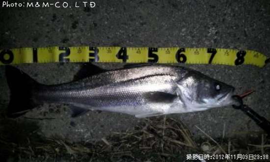 �����Х�