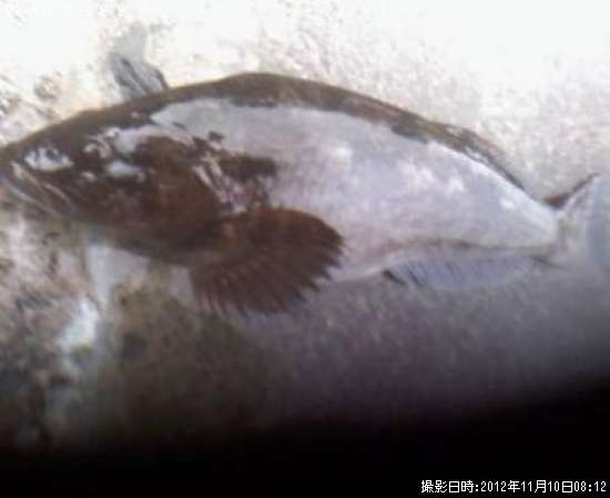 �����ʥ�