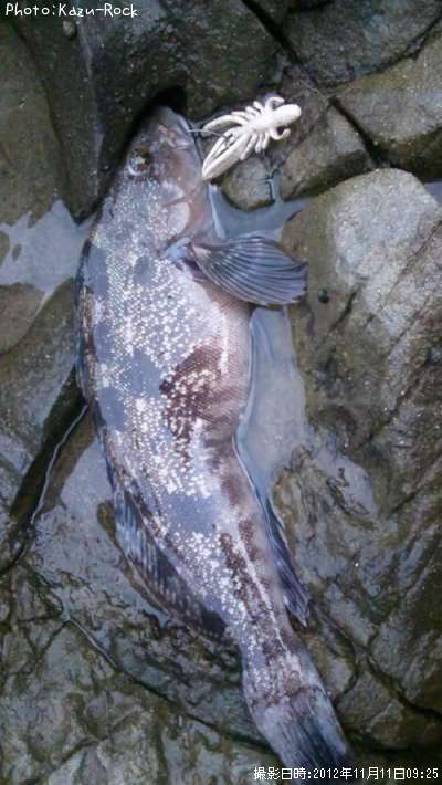 �����ʥ�