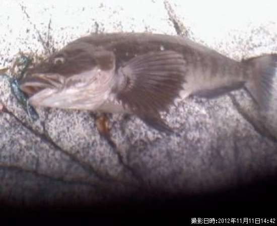 �����ʥ�