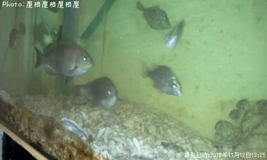 �ץ����������ʾС�