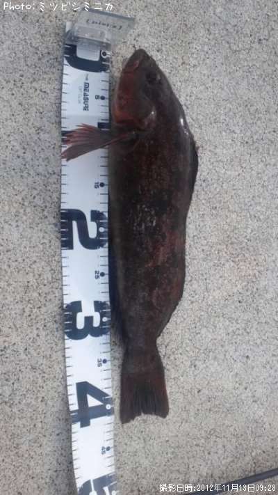 �����ʥ�