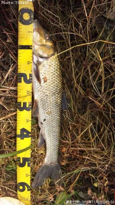 �˥���