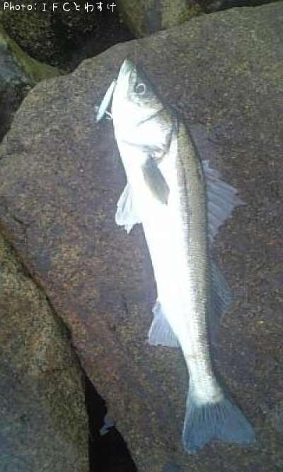 �����Х�