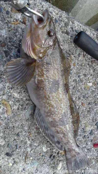 �����ʥ�