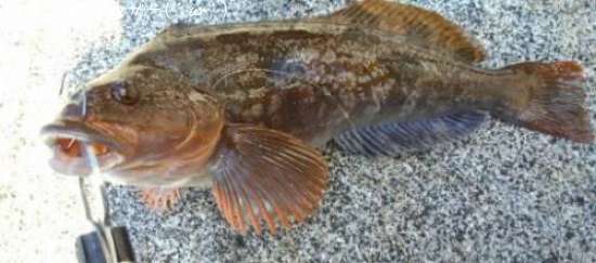 �����ʥ�