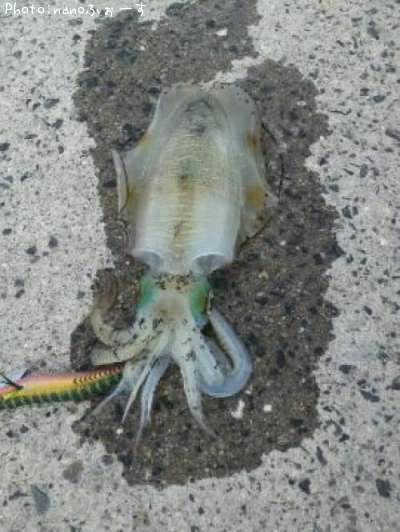 �����ꥤ��