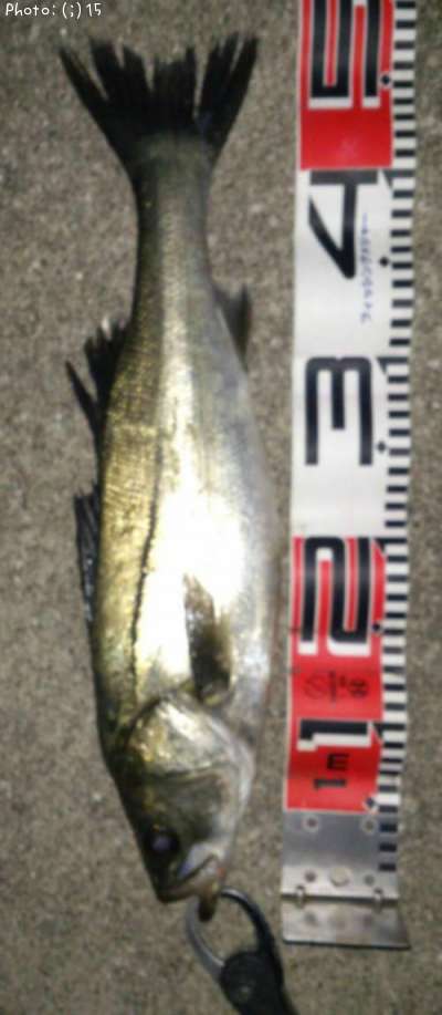 �����Ф�