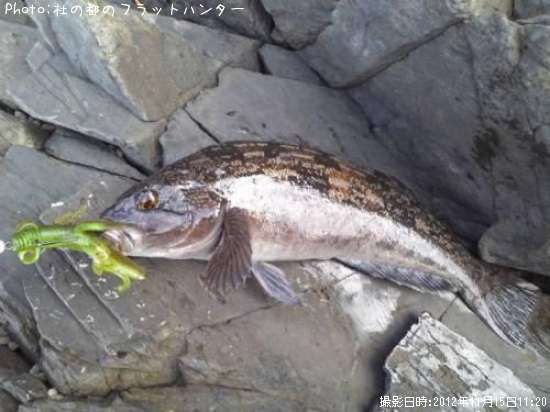 �����ʥ�