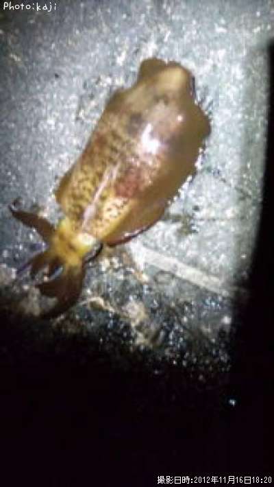 �����ꥤ��