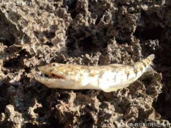 �ޥ��饨��