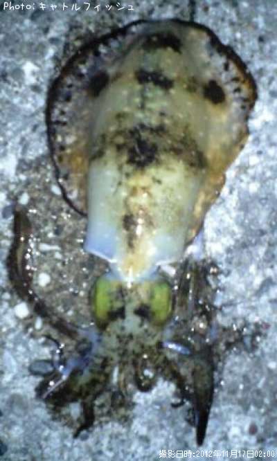 �����ꥤ��