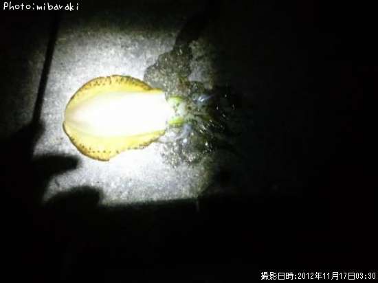 �����ꥤ��