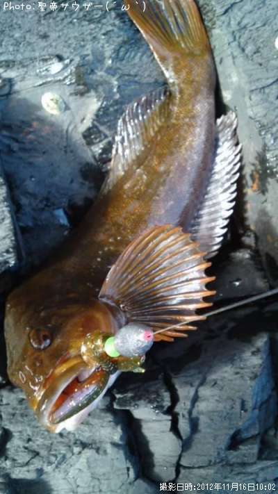 �����ʥ�