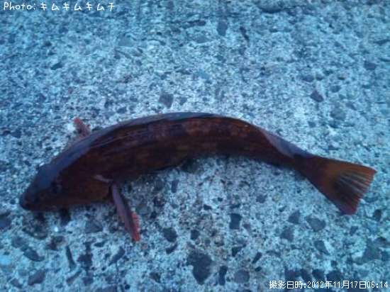 �����ʥ�