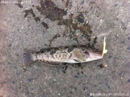 �����ʥ�